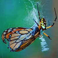 Abuse Is a Web