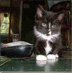 Accepting Kittens for Who They Are Is Easy (Not So Much for Husbands)