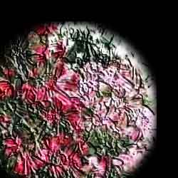 Promise Me A Rose Garden